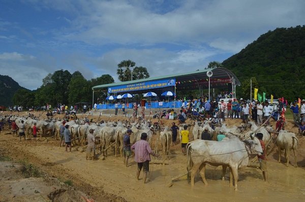 Lễ hội đua bò năm 2019 tại huyện Tri Tôn.