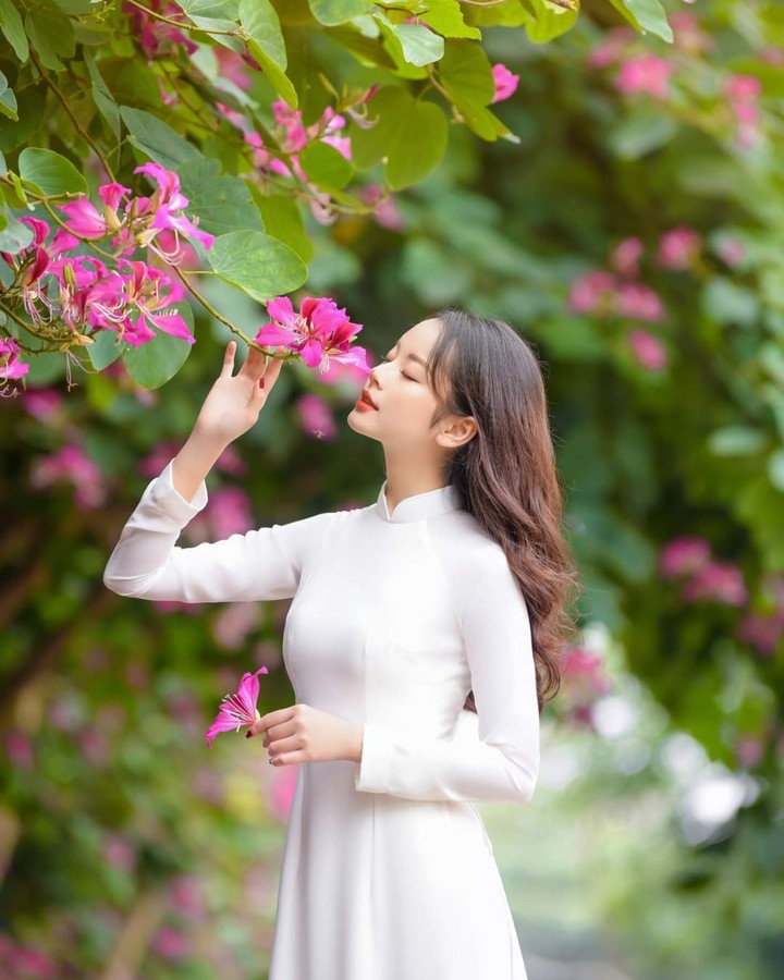 Hoa ban Hà Nội: Hà Nội không chỉ là thủ đô của Việt Nam với lịch sử lâu đời, mà còn sở hữu vô số cảnh đẹp, trong đó có những chùm hoa ban nở rực rỡ trên các tuyến phố. Hãy cùng chiêm ngưỡng vẻ đẹp đó với những cánh hoa trắng tinh khôi và hương thơm dịu nhẹ.