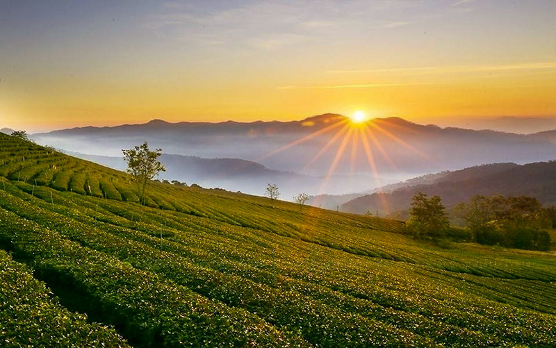 biển hồ chè gia lai 