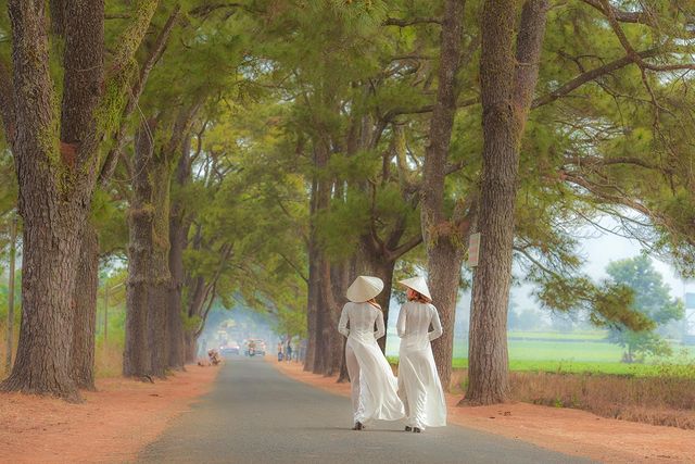 Hàng thông trăm tuổi ở Gia Lai