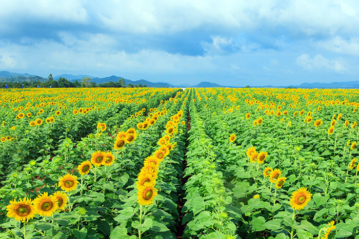 cánh đồng hoa hướng dương nghệ an (ảnh: internet)