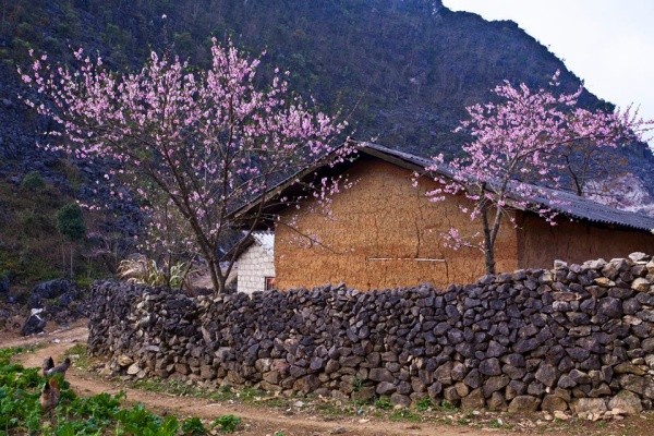 Mùa xuân, ghé thăm những địa điểm ngắm hoa đào nở rộ khắp cao nguyên đá Hà Giang