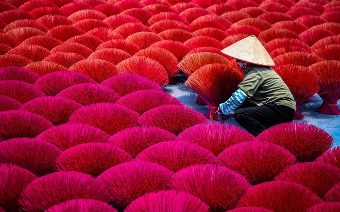 những "bó hoa đỏ" rực rỡ tại làng hương Quảng Phú Cầu